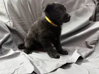Yellow, a female Belgian Malinois and German Shepherd Dog for sale in Florissant, CO – Photo 1 of 10