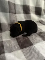 Yellow, a female Belgian Malinois and German Shepherd Dog for sale in Florissant, CO – Photo 5 of 10