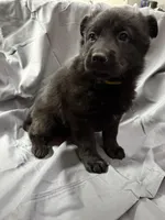 Yellow, a female Belgian Malinois and German Shepherd Dog for sale in Florissant, CO – Photo 7 of 10