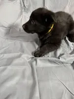 Yellow, a female Belgian Malinois and German Shepherd Dog for sale in Florissant, CO – Photo 6 of 10