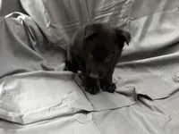 Blue, a female Belgian Malinois and German Shepherd Dog for sale in Florissant, CO – Photo 2 of 9