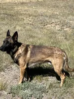 Blue, a female Belgian Malinois and German Shepherd Dog for sale in Florissant, CO – Photo 9 of 9