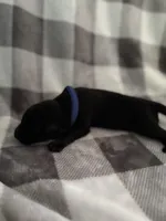 Blue, a female Belgian Malinois and German Shepherd Dog for sale in Florissant, CO – Photo 6 of 9