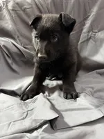 Blue, a female Belgian Malinois and German Shepherd Dog for sale in Florissant, CO – Photo 1 of 9