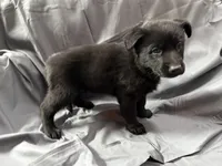 Green, a female Belgian Malinois and German Shepherd Dog for sale in Florissant, CO – Photo 3 of 9