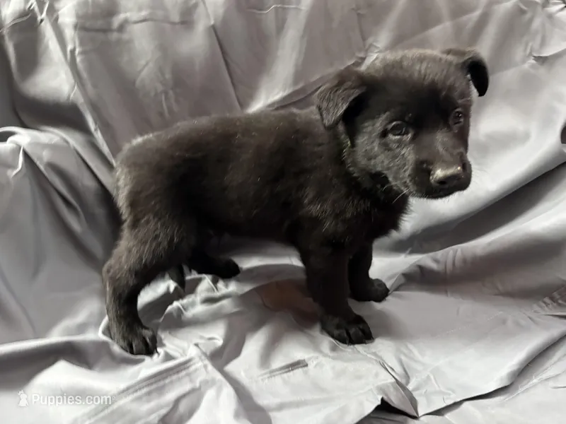 Green, a female Belgian Malinois and German Shepherd Dog for sale in Florissant, CO – Photo 1 of 9