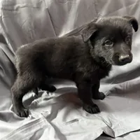 Green, a female Belgian Malinois and German Shepherd Dog for sale in Florissant, CO – Photo 1 of 9