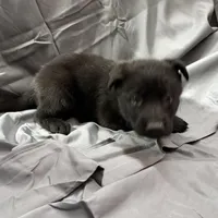 Green, a female Belgian Malinois and German Shepherd Dog for sale in Florissant, CO – Photo 6 of 9