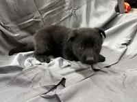 Green, a female Belgian Malinois and German Shepherd Dog for sale in Florissant, CO – Photo 6 of 9