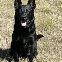 Green, a female Belgian Malinois and German Shepherd Dog for sale in Florissant, CO – Photo 7 of 9