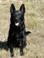 Green, a female Belgian Malinois and German Shepherd Dog for sale in Florissant, CO – Photo 7 of 9
