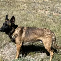 Green, a female Belgian Malinois and German Shepherd Dog for sale in Florissant, CO – Photo 9 of 9