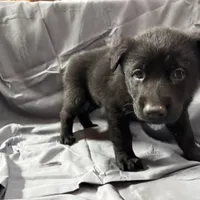 Green, a female Belgian Malinois and German Shepherd Dog for sale in Florissant, CO – Photo 4 of 9