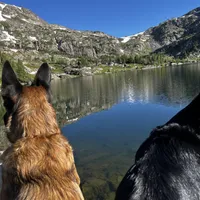 Green, a female Belgian Malinois and German Shepherd Dog for sale in Florissant, CO – Photo 8 of 9