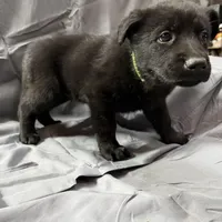Green, a female Belgian Malinois and German Shepherd Dog for sale in Florissant, CO – Photo 2 of 9