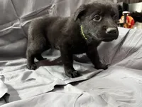 Green, a female Belgian Malinois and German Shepherd Dog for sale in Florissant, CO – Photo 2 of 9