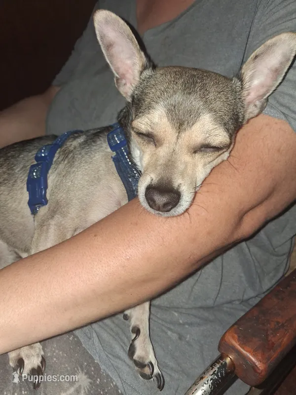 Wylie – Chihuahua, Miniature Pinscher puppy for sale in Carthage, MO