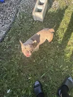 Cash, a male French Bulldog for sale in Kansas City, MO – 4 of 6
