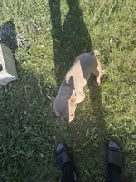 Cash, a male French Bulldog for sale in Kansas City, MO – 5 of 6