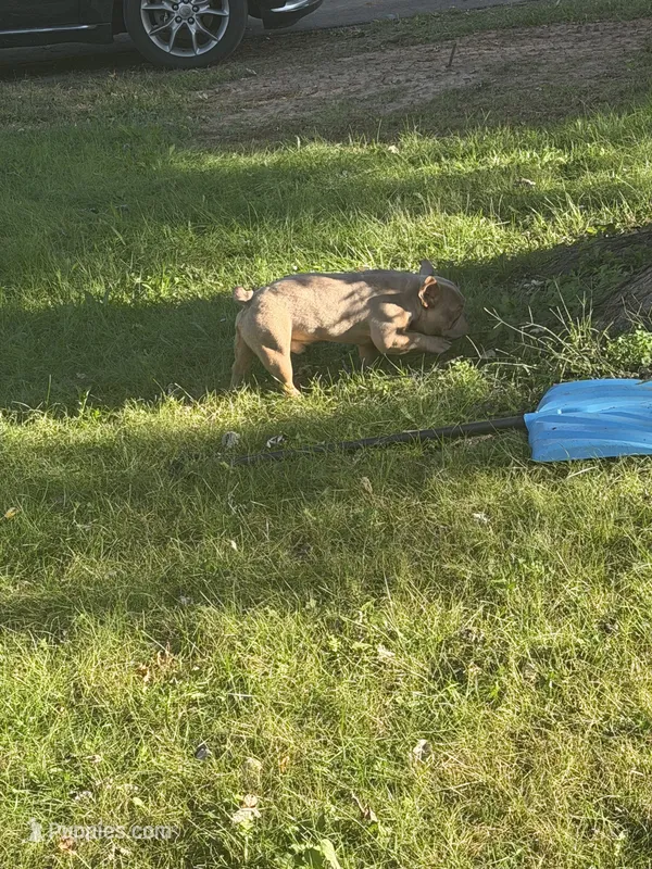 Cash – French Bulldog puppy for sale in Kansas City, MO