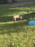 Cash, a male French Bulldog for sale in Kansas City, MO – 1 of 6
