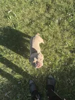 Cash, a male French Bulldog for sale in Kansas City, MO – 6 of 6