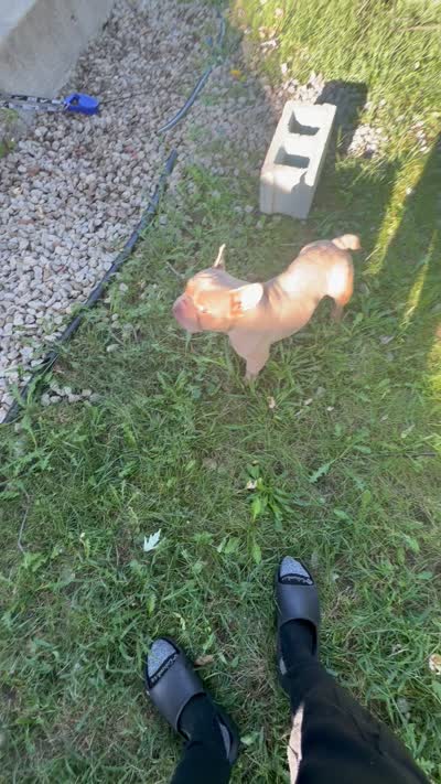 Cash, a male French Bulldog for sale in Kansas City, MO – 3 of 6
