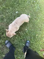 Cash, a male French Bulldog for sale in Kansas City, MO – 2 of 6