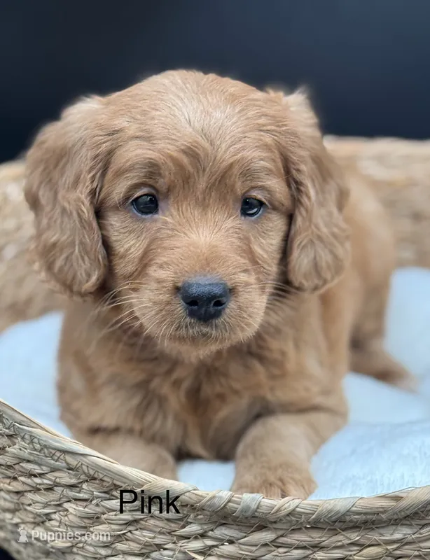 bev – Goldendoodle puppy for sale in Canaan, ME