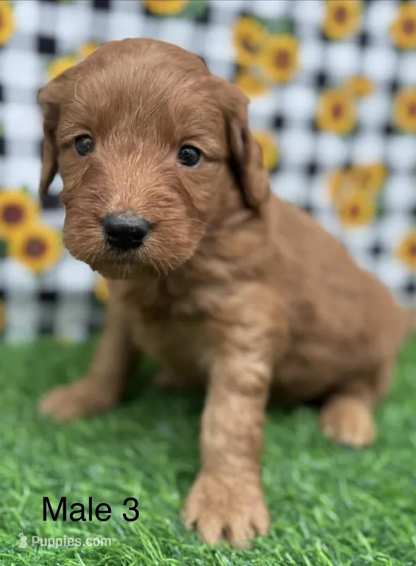 Harper, a male Goldendoodle for sale in Canaan, ME – 1 of 1