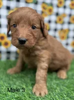 Harper, a male Goldendoodle for sale in Canaan, ME – 1 of 1