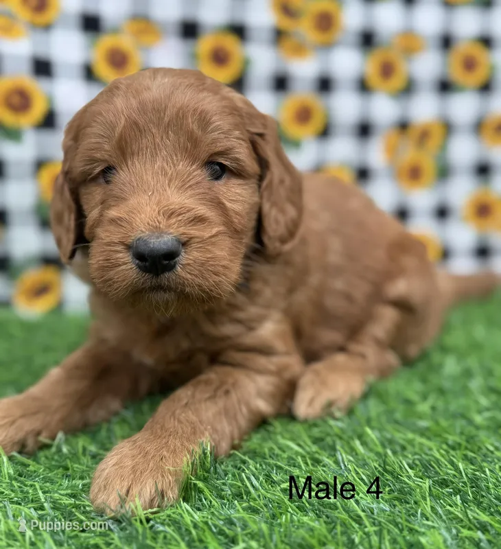 Cruz, a male Goldendoodle for sale in Canaan, ME – 1 of 1