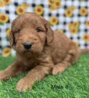 Cruz, a male Goldendoodle for sale in Canaan, ME – 1 of 1