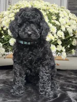 Maverick, a male Poodle - Standard  for sale in Canaan, ME – 2 of 2