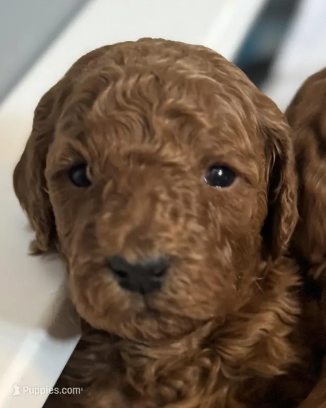 poppi – Poodle - Standard  puppy for sale in Canaan, ME