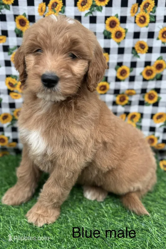Tracker, a male Goldendoodle for sale in Canaan, ME – 1 of 1