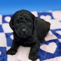 mini, a male Goldendoodle for sale in Canaan, ME – Photo 1 of 2