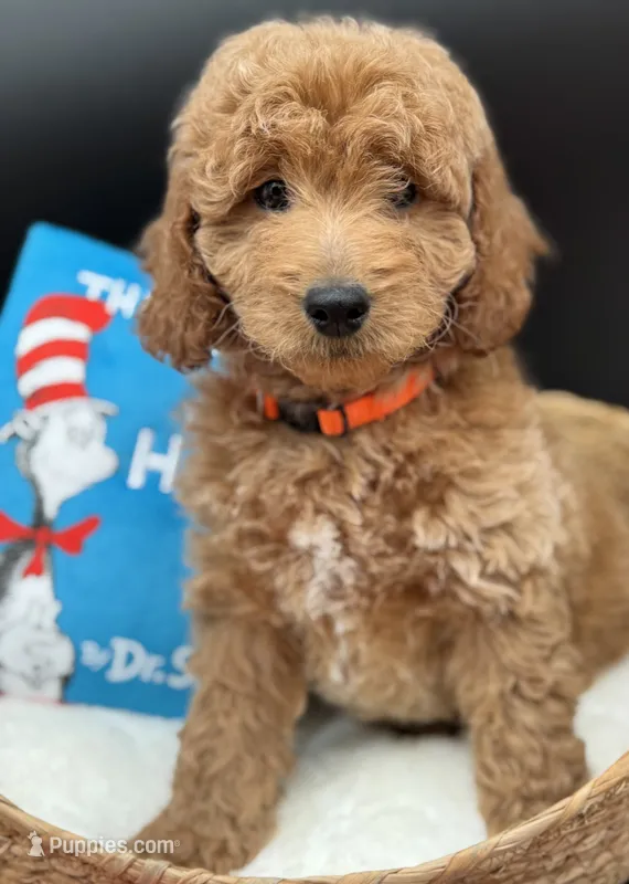 Cooper – English Goldendoodle puppy for sale in Canaan, ME