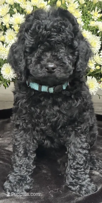 Maverick – Poodle - Standard  puppy for sale in Canaan, ME