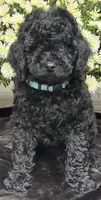 Maverick, a male Poodle - Standard  for sale in Canaan, ME – 1 of 2
