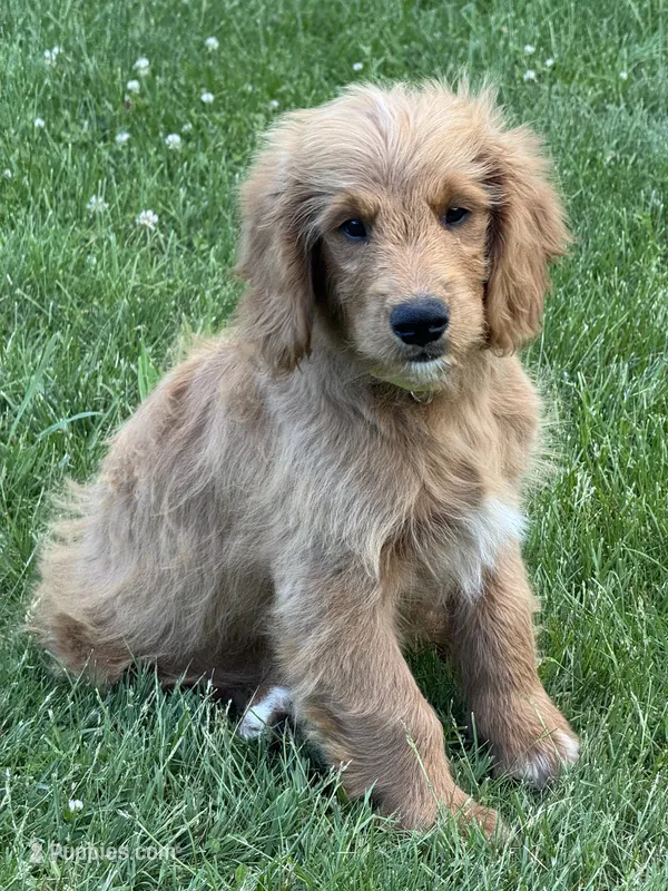 Medium F1 – Goldendoodle puppy for sale in Canaan, ME