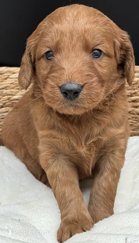 medium F1 – Goldendoodle puppy for sale in Canaan, ME