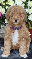 Lucy, a female Poodle - Standard  for sale in Canaan, ME – 1 of 1