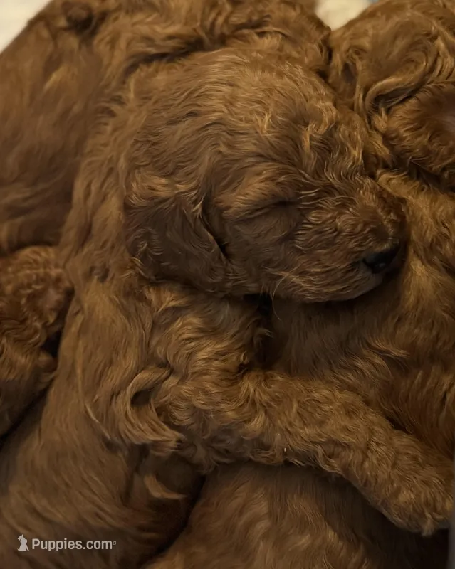 Moyen – Poodle - Standard  puppy for sale in Canaan, ME