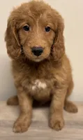 Cruz, a male Goldendoodle for sale in Canaan, ME – 2 of 2