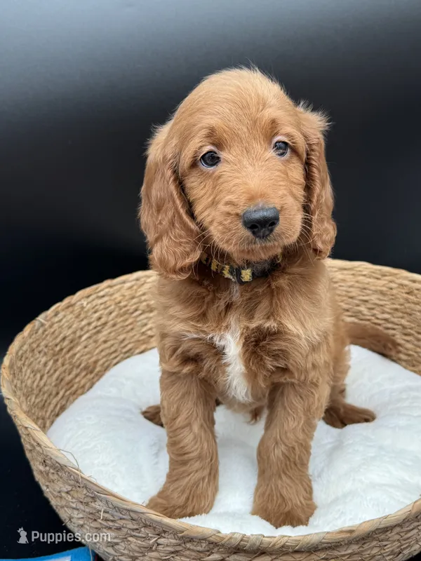 Mickey – Miniature Goldendoodle puppy for sale in Canaan, ME