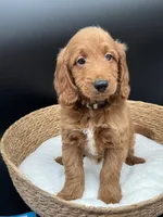 Mickey, a male Miniature Goldendoodle for sale in Canaan, ME – 1 of 1
