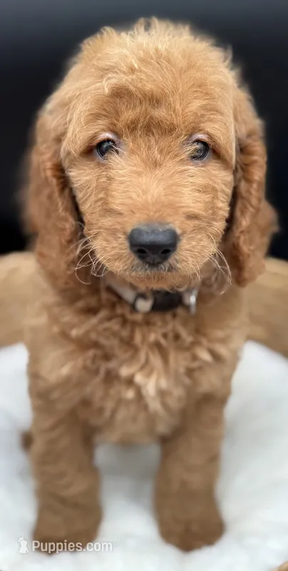 Lenox – Miniature Goldendoodle puppy for sale in Canaan, ME