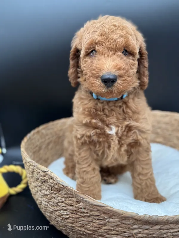 billy – Miniature Goldendoodle puppy for sale in Canaan, ME