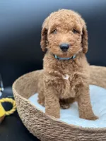 billy, a male Miniature Goldendoodle for sale in Canaan, ME – 1 of 1